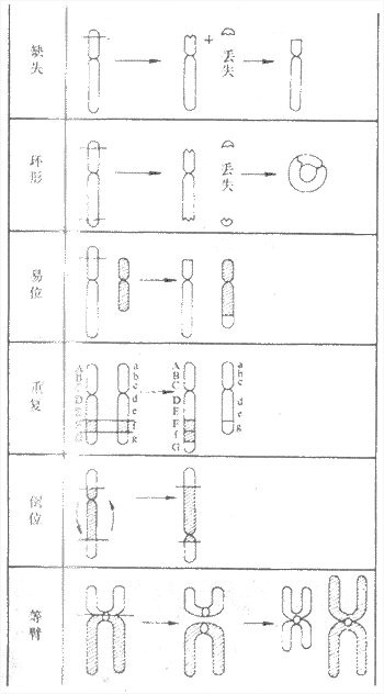 人类染色体几种结构畸变的模式图