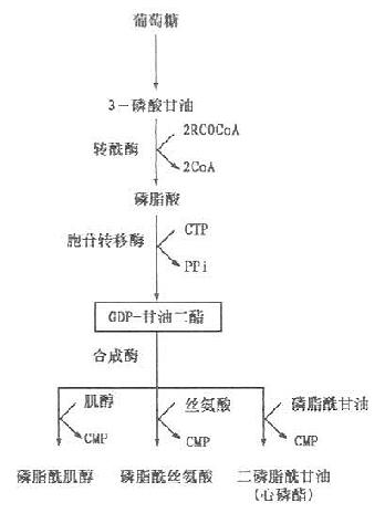 磷脂合成的基本过程