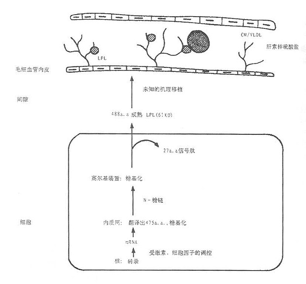 LPL的合成