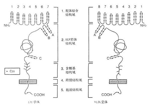 LDL受体与VLDL受体结构