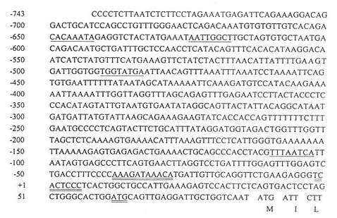 MTP大亚基的5‘侧翼序列