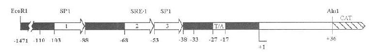 SRE-1在LDL-R基因5‘侧翼区的定位