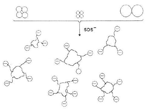 SDS对蛋白质四级结构的破坏作用