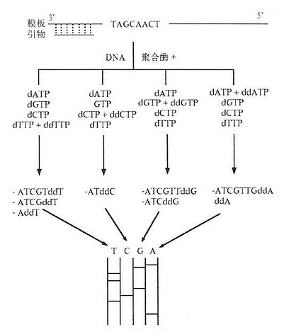 双脱氧链末端终止法测序基本原理示意图