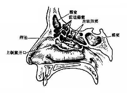 各鼻窦相互关系