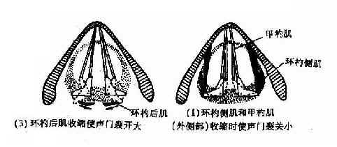 喉肌机能作用示意图