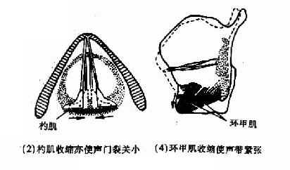 喉肌机能作用示意图