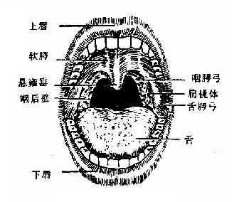 口咽部检查所见