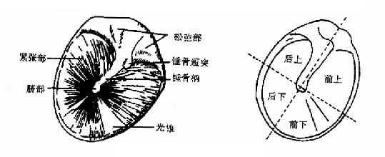 鼓膜正常所见及四个象限