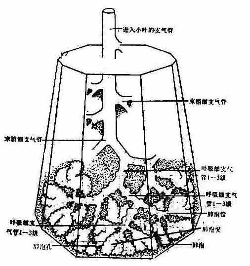 肺小叶及肺腺泡示意图