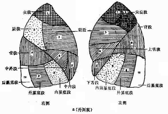 肺段侧位分布示意图