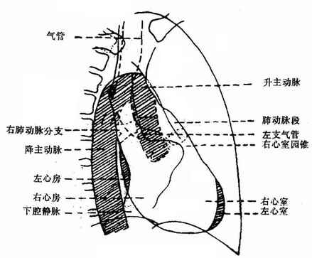 右前斜位