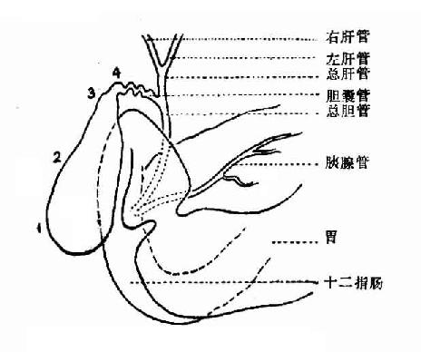 胆道解剖示意图