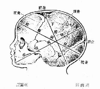 儿头构造及各径线图