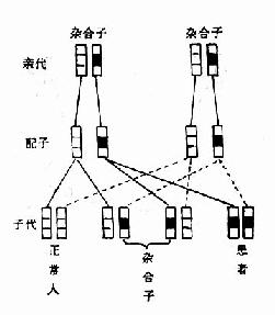 常染色体显性遗传的传递方式-隐性遗传