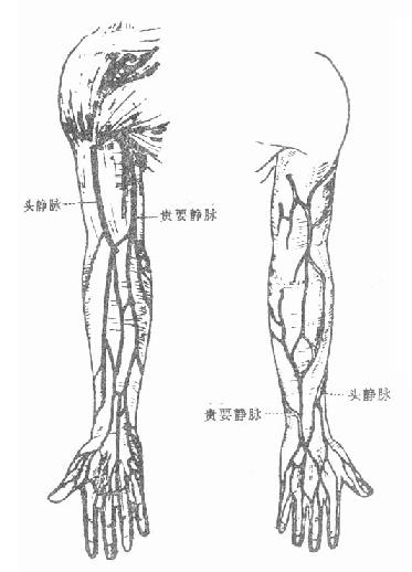 上肢皮下静脉