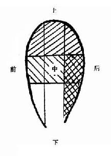 三角肌九区划分法