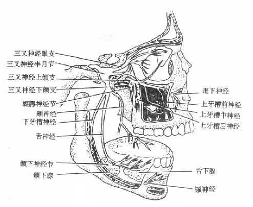 三叉神经及其分布