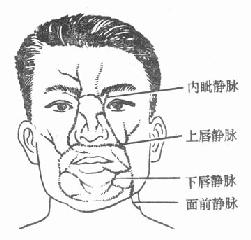 面部“危险三角”区的静脉