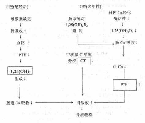 原发性骨质疏松症发病机理