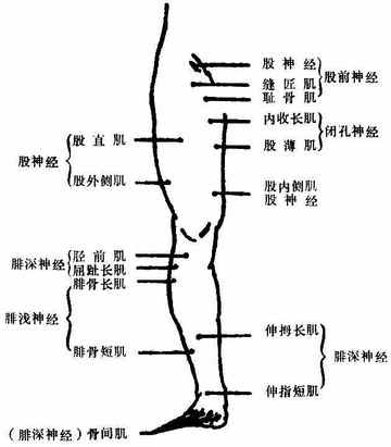 下肢前面的运动点