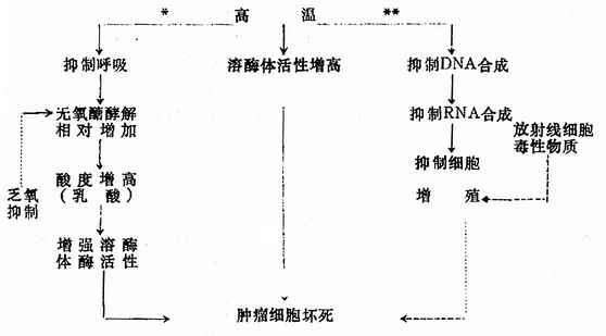 免疫反应增强