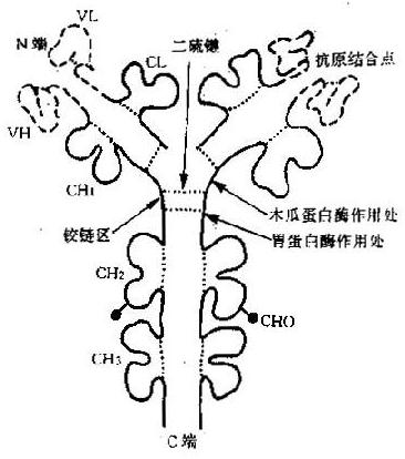 免疫球蛋白（IgG）的功能区示意图