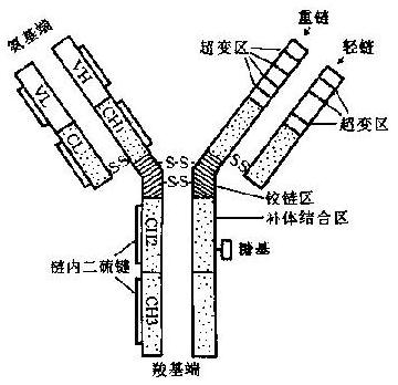 免疫球蛋白（IgG）结构模式图