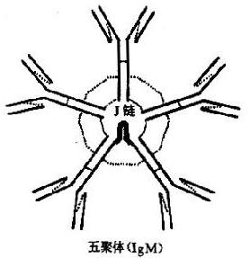 免疫球蛋白多聚体结构