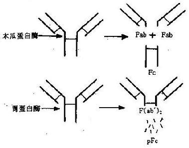 IgG分子的水解片段模式图