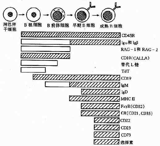 B细胞发育过程及表面特征