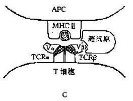 抗原递呈示意图