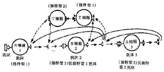 独特型网络作用示意图