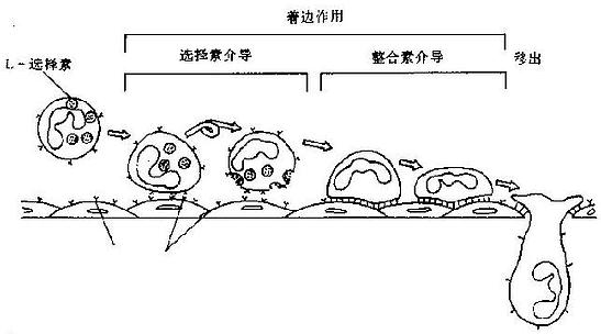 中性粒细胞趋化作用和吞噬作用示意图