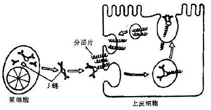 SIgA的转运示意图