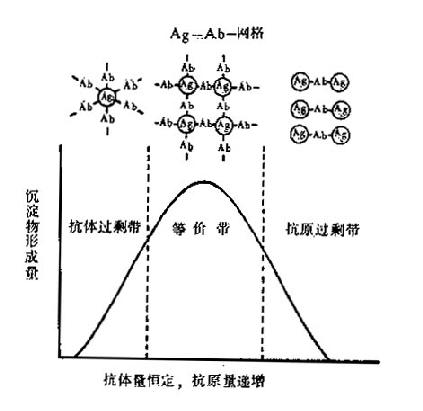 沉淀反应中没淀量与抗原抗体的比例关系