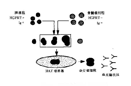 细胞融合与HAT选择示意图