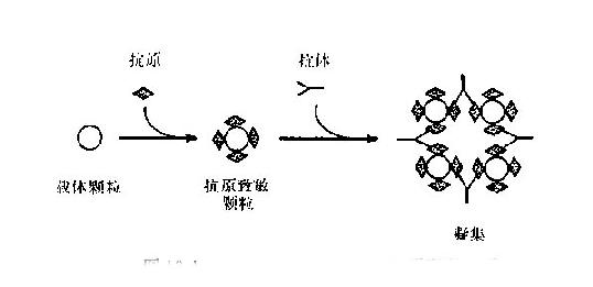 （正向）间接凝集反应原理示意图