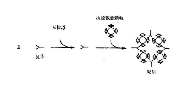 间接凝集抑制反应原理示意图