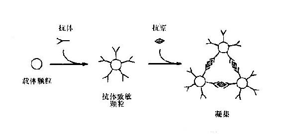 反向间接凝集反应原理示意图