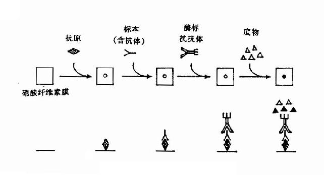 斑点-ELISA示意图