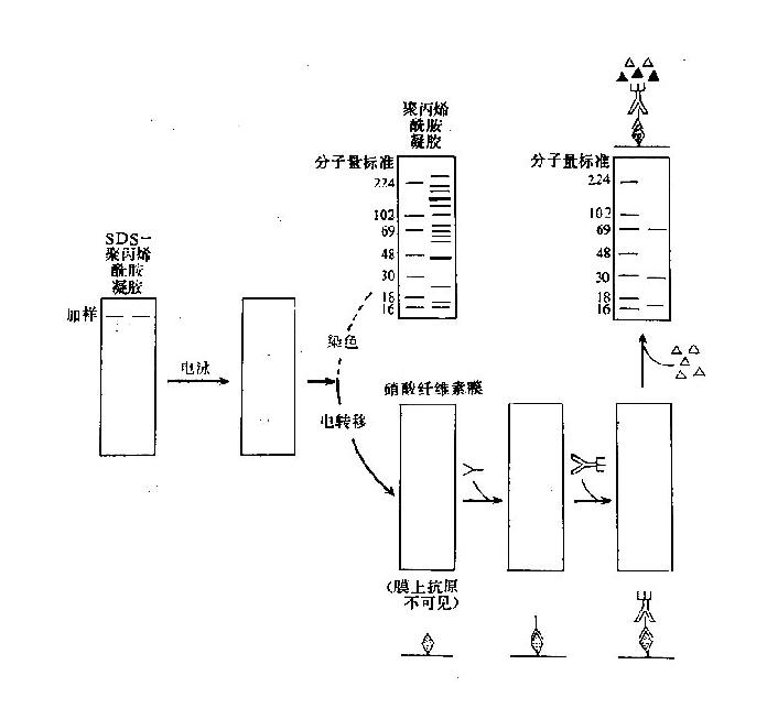 免疫印迹法原理示意图