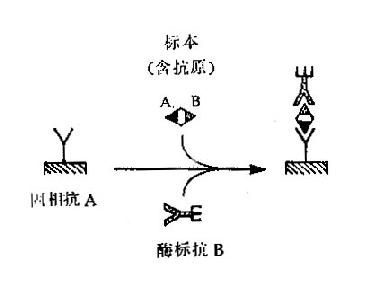 双位点一步法示意图