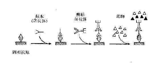 间接法测抗体示意图