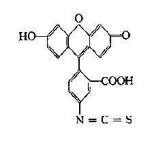 二、荧光物质
