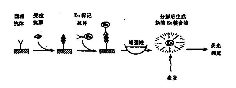 双抗体夹心法TR-FIA反应程序示意图