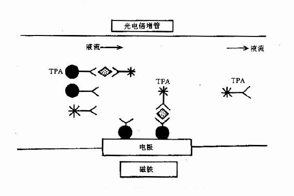 ECLI中的ECL反应