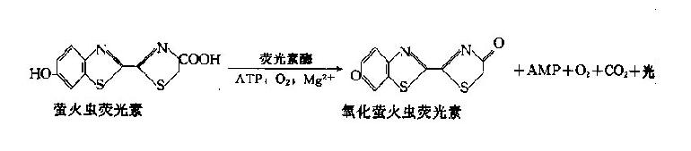 第一节　有关发光的基本知识