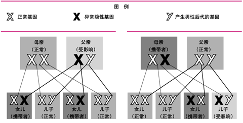 异常X连锁隐性基因遗传