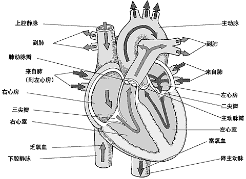 心脏正常血流方向